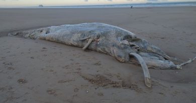Une baleine de 11 mètres en état de décomposition avancée s'échoue sur la plage de Calais