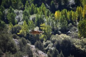 Pays de la Loire, Nantes, Angers, Loire river, castle, vineyard, coast, landscape