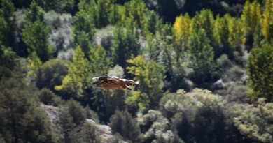 Pays de la Loire, Nantes, Angers, Loire river, castle, vineyard, coast, landscape