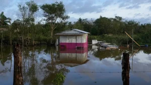 Une épidémie de la leptospirose se déclare à la Jamaïque