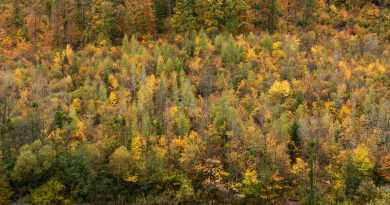 Une gestion durable des forêts : accompagner les propriétaires forestiers privés