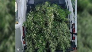 Une plantation de cannabis dans la case mémé, ou le "business plan" presque parfait des trafiquants amateurs