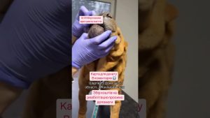 Urgent : Tendances musicales ukrainiennes d'aujourd'hui