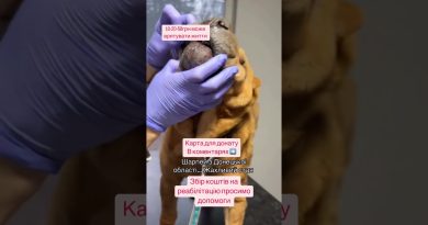 Urgent : Tendances musicales ukrainiennes d'aujourd'hui