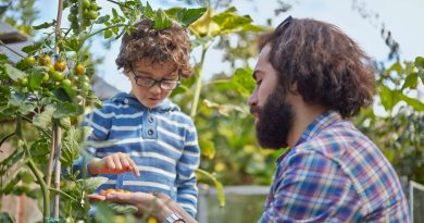 Vent, pluie, instabilité... évitez les dégâts avec un tuteur bien placé dès la plantation - ICI