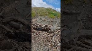 Vents Violents sur la Plage à Foxton, Nouvelle-Zélande !