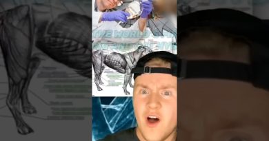 Vérification des faits : Chat vs Chien 🚀 #11 #shorts