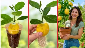 Vérité ou Mythe ? Faire Pousser un Citronnier à Partir d'un Citron