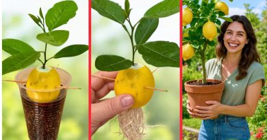 Vérité ou Mythe ? Faire Pousser un Citronnier à Partir d'un Citron