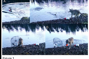 Vidéo. Une louve intrigue des scientifiques en manipulant un objet pour se nourrir