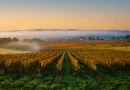 Vignes, fromages et terroirs : l'impact du climat sur l'agriculture française