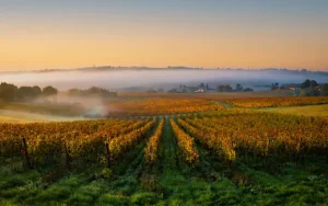 Vignes, fromages et terroirs : l'impact du climat sur l'agriculture française