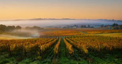 Vignes, fromages et terroirs : l'impact du climat sur l'agriculture française