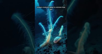 Villes hydrothermales cachées : Vie en conditions extrêmes