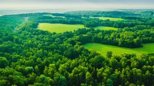Environnement : le Parlement européen retarde la loi antidéforestation avec l'appui de l'extrême droite