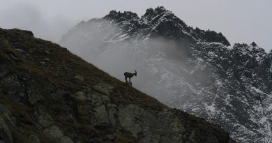 Corse, Ajaccio, Bastia, mountain, beach, sea, cliff, village, maquis, landscape