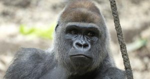 Yeba, le nouveau mâle dominant des gorilles du zoo de Bâle, s'intègre avec succès