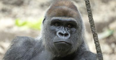 Yeba, le nouveau mâle dominant des gorilles du zoo de Bâle, s'intègre avec succès