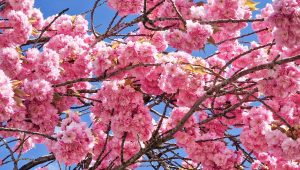 Zénitude totale en mettant en place un jardin de type japonais - ICI