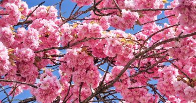 Zénitude totale en mettant en place un jardin de type japonais - ICI