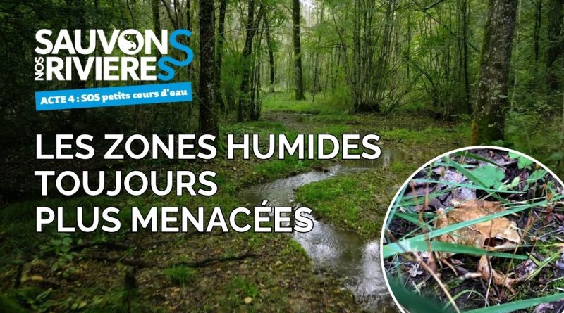 Zones humides en danger : Agissons pour nos rivières !