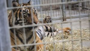 illustration agrandir l