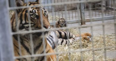 illustration agrandir l