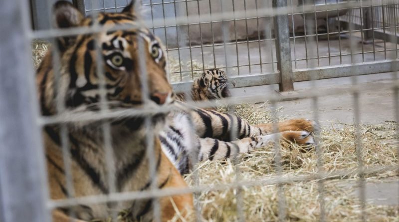 illustration agrandir l