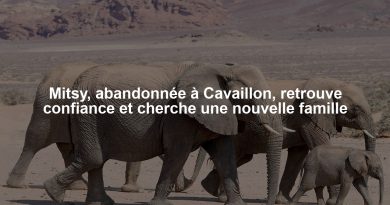 Mitsy, abandonnée à Cavaillon, retrouve confiance et cherche une nouvelle famille