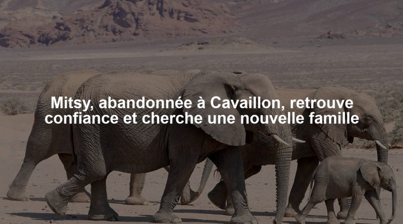 Mitsy, abandonnée à Cavaillon, retrouve confiance et cherche une nouvelle famille