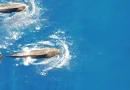 Une nouvelle étude révèle le régime alimentaire des énormes calmars des baleines pilotes d'Hawaï.