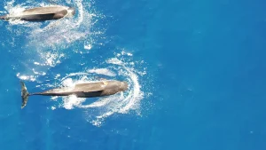 Une nouvelle étude révèle le régime alimentaire des énormes calmars des baleines pilotes d'Hawaï.