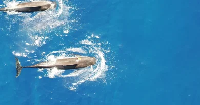 Une nouvelle étude révèle le régime alimentaire des énormes calmars des baleines pilotes d'Hawaï.