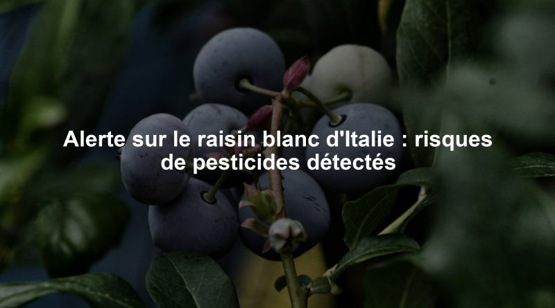 Alerte sur le raisin blanc d'Italie : risques de pesticides détectés