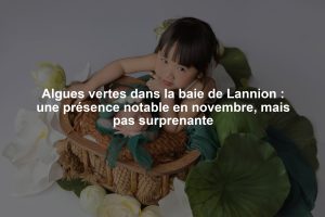 Algues vertes dans la baie de Lannion : une présence notable en novembre, mais pas surprenante