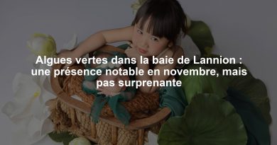 Algues vertes dans la baie de Lannion : une présence notable en novembre, mais pas surprenante
