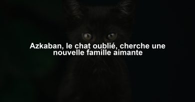 Azkaban, le chat oublié, cherche une nouvelle famille aimante