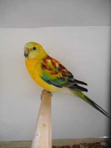 Concours annuel des Piafs Picards : 400 oiseaux à Flixecourt du 19 au 23 novembre