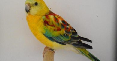 Concours annuel des Piafs Picards : 400 oiseaux à Flixecourt du 19 au 23 novembre