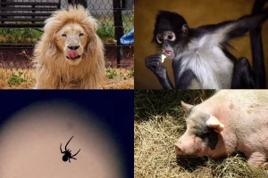 Quiz : Testez vos connaissances avec 16 questions sur les animaux, du lion au singe