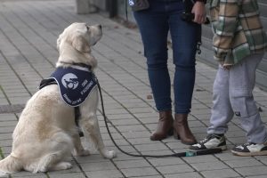 Utah, le chien qui aide à soigner des enfants autistes dans un hôpital