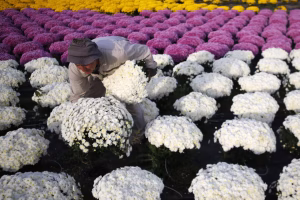 Toussaint : origine et histoire des chrysanthèmes, tradition funéraire en France