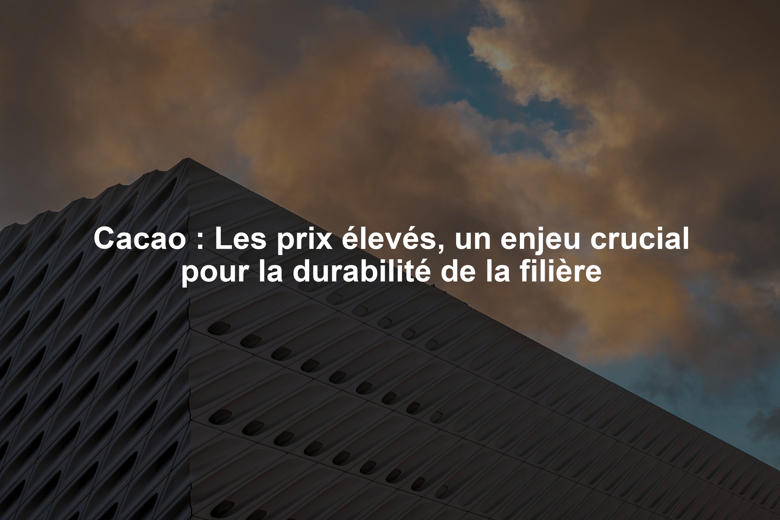 Cacao : Les prix élevés, un enjeu crucial pour la durabilité de la filière