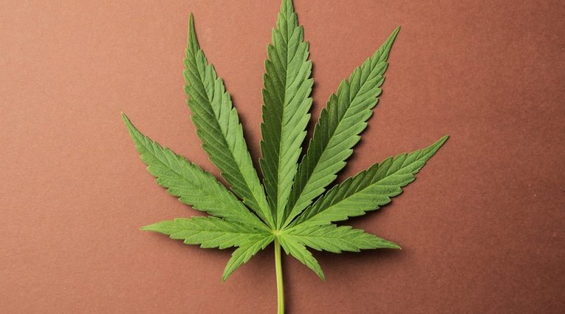 Comprendre le CBD : définition et enjeux pour les jeunes | Fil santé jeunes