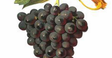 Béziers : découvrez les enjeux et les atouts de cette ville du sud de la France