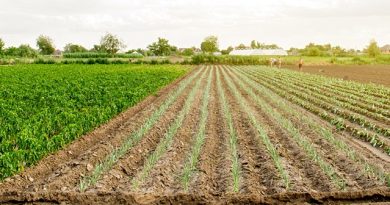 Innovations qui transforment le secteur agricole et agroalimentaire | Techniques de l'Ingénieur