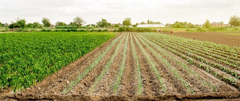 Innovations qui transforment le secteur agricole et agroalimentaire | Techniques de l'Ingénieur