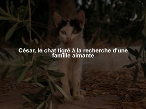 César, le chat tigré à la recherche d'une famille aimante