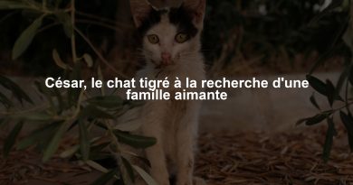 César, le chat tigré à la recherche d'une famille aimante