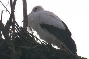 Les cigognes s'installent dans ce département, loin de leur habitat traditionnel en Alsace